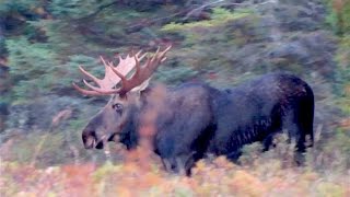 Bull moose in rut Algonquin Park [upl. by Patterman]