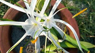 White lilyspider lilyHymenocallis Littoralis Plant care tipspropagation [upl. by Sirroned]