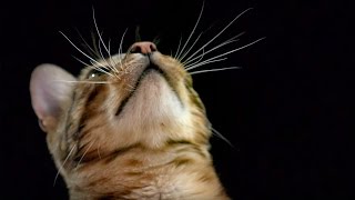 How Do Cats Use Their Whiskers SlowMotion  Cats Uncovered  BBC Earth [upl. by Uno]