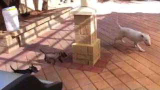 English Bull Terrier Miniature pups chasing a Bull Terrier [upl. by Caldera208]