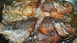 Fried Tilapia  Satisfying Sound [upl. by Enitsirhk]