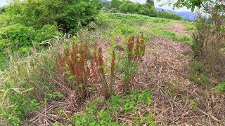 やっと春が来た！ ⑫ぜんまい！ Osmunda Fern [upl. by Roth470]