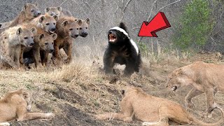 Honey Badger Takes Savagery to a Whole New Level HoneyBadgerUnleashed [upl. by Yhtomit808]