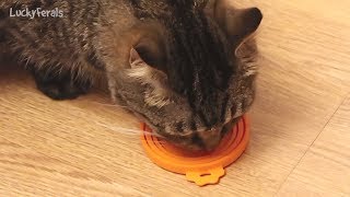 How I Feed Herbal Tinctures to Cats  Natural Health For Cats  Parasite Herbs For Worms [upl. by Annemarie]