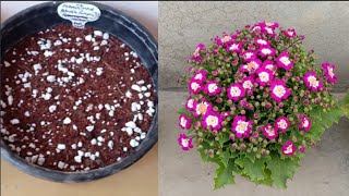 How To Grow Cineraria From Seeds  Winter Seedlings Update 2020Winter Garden [upl. by Ahsiner]