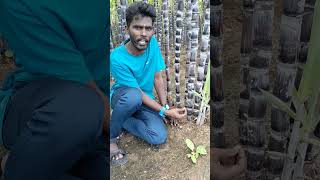 Moring Biology🧬 Adventitious Root🌱Saccharum officinarum🧬shorts trending fun funnyvideo biology [upl. by Valda]