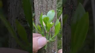 Learn How to Graft Trees🌳 growth forplants masters grafting plantlifecycle greenliving [upl. by Ennairda]