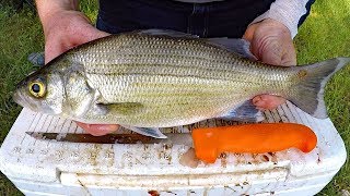 Catch and Cook White Bass  How to catch white bass amp striper  Fishing for white bass [upl. by Oneg552]