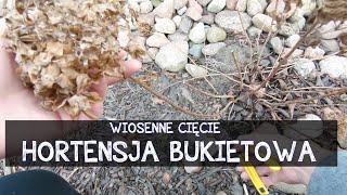 Jak przyciąć hortensje bukietowe hortensja ogrodowa cięcie Pruning Hydrangeas Cięcie hortensji [upl. by Edrock]