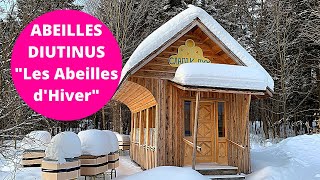 Abeilles DIUTINUS ou quotAbeilles dHiverquot  Apprendre des Abeilles [upl. by Aiblis]