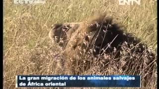 La gran migración de los animales salvajes de África oriental [upl. by Onitrof]