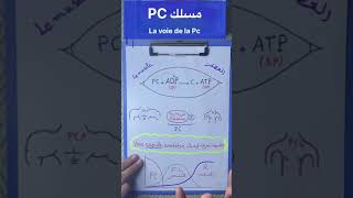 La phosphocréatine الفوسفوكرياتين [upl. by Feinleib475]