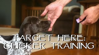 Clicker Train Your Puppy  Target Here  Upland Bird Dog Training [upl. by Walls]