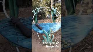 Life Cycle of DragonFly 🦟🦋 [upl. by Proudlove]