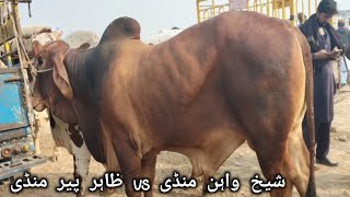 sheikhwan cow mandi vs zahir pir cow mandi latest update todaymuhammad arslan meer [upl. by Slavin]