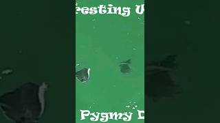 Amazing Devil Ray fish [upl. by Sall936]