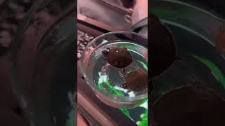 Feeding my turtles in a separate container [upl. by Yltsew]