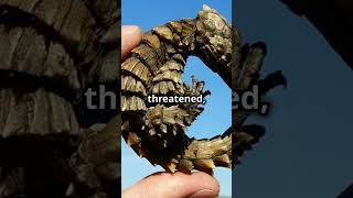 Armadillo Girdled Lizard The Real Life Dragon shorts [upl. by Gievlos]