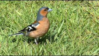 Chaffinch Bird Call bird Song [upl. by Arym608]