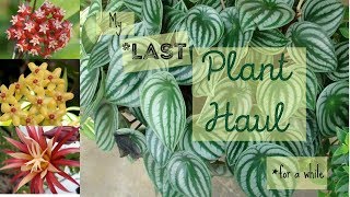 Taylor Greenhouses Review  My Last Plant Haul [upl. by Doe412]