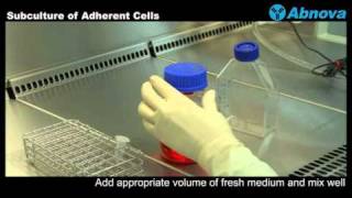 Subculture of Adherent Cells [upl. by Gregorius]