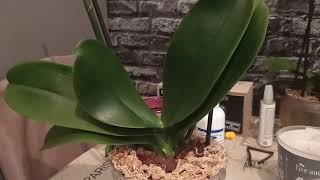 Orchids Care  HOW TO REPOT YOUR ORCHID  ENGGREEKRUSSIAN SUBS [upl. by Akimas287]