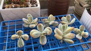 cotyledon orbiculata oophylla variegated OC Succulents And More by Krystn [upl. by Whitehurst]