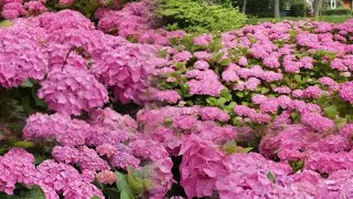 A Tour of My Stunning Flower Garden  Hydrangea Garden  🌸🌸🌸 [upl. by Brana]