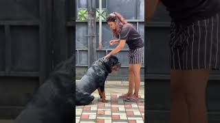 🐶❤️ මොන චන්ඩියත් කෙල්ලොන්ට සැලෙන්ඩර් 😜🤣 pets rottweiler sldogtalks funny doglover dogfunny [upl. by Aicileb]