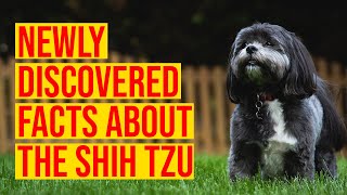 10 Newly Discovered Facts About The Shih Tzu Dog Breed [upl. by Nevsa793]