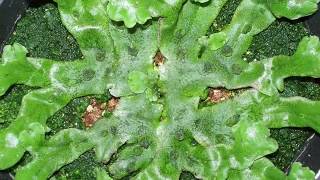 Growth of liverwort Marchantia polymorpha [upl. by Eimar]