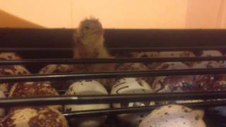 Quail chick chirping [upl. by Mackey411]