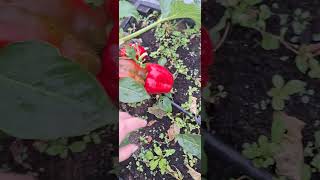 W końcu jest 🌶 papryka ogródwarzywny garden gardening vegetables warzywa szklarnia [upl. by Druci995]