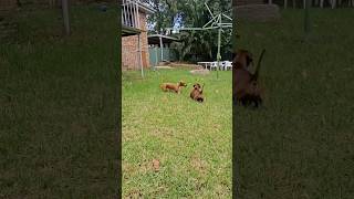 Dachshunds love barking [upl. by Sezen]