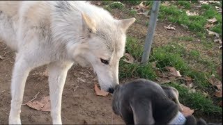 Giant Wolfdogs Explore a Dog Park [upl. by Ahsiened721]