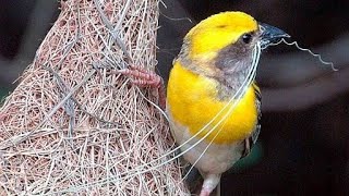 Baya WEAVER BIRD making Nest  Weaver Bird Documentary [upl. by Artema]