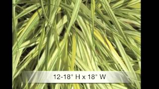 Hakonechloa aureole Japanese Forest grass [upl. by Simone]