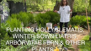 PLANTING STEED HOLLY CLEMATIS WINTER SOWN LIATRIS ARBORVITAE FERN AND OTHER PLANTS😀🌱👍 [upl. by Nell]