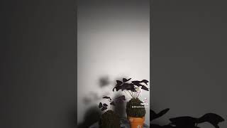 Kokedama Oxalis Triangularis Time Lapse [upl. by Asyal]