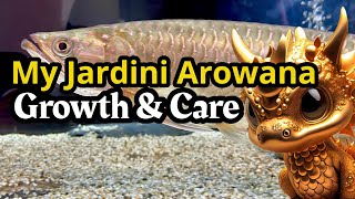 ALL ABOUT🐲JARDINI AROWANA [upl. by Etteloc329]