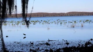 Lochloosa Lake Florida [upl. by Ahsinawt]