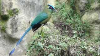 pajaro barranquero Torogoz momoto burgo Guardabarranco bobo relojero zoologico [upl. by Aeret475]