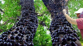 How They Harvest and Process the Strangest Fruit of Brazil  Jabuticaba Harvesting [upl. by Avner]