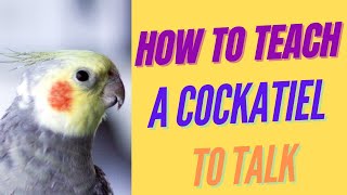 Can Cockatiels Talk How to Teach a Cockatiel to Talk  Training a Cockatiel to Talk [upl. by Oleg]