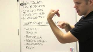 Wolffs Law and Types of Soft Connective Tissue [upl. by Fita]