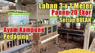 CARA MEMBUAT KANDANG AYAM KAMPUNG DI LAHAN SEMPIT [upl. by Bartolome]