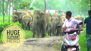 Huge Wild Elephant herd crossing dholaguri Tea garden road  Dussehra Day 2024 [upl. by Milstone]