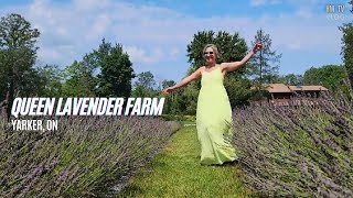 Visiting Queen Lavender Farm in August during the harvest season [upl. by Egerton]