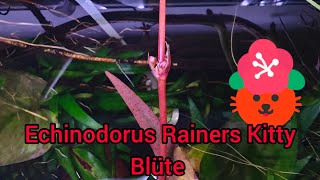 Amazonas Aquarium Update nach Urlaub  Echinodorus Rainers Kitty blüht 😃 [upl. by Enelyt20]