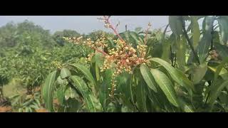 9487470530 Bengalura banganapalli Mallika imampasand and all types of mango plant available [upl. by Simdars]